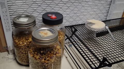 Popcorn Tek. Mycology