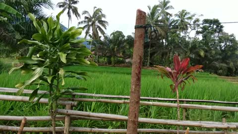 Village life