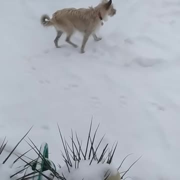 Luna smells traces in the snow.