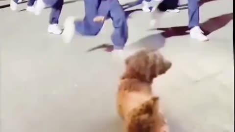 "Dancing Dogs: Unforgettable Moments with Humans"