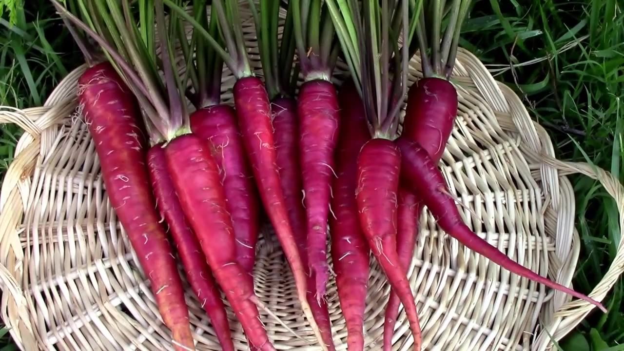 Harvesting Some Purple Dragon Carrots