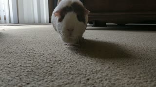 Guinea Pig Struts Towards Camera