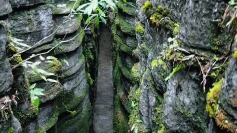 Beautiful ,rock forest