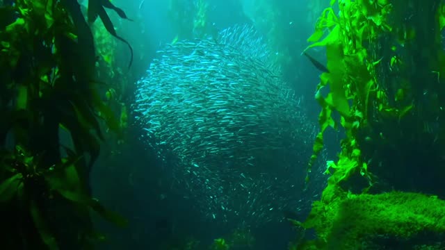 A beautiful view of a group of fish floating under the water Glory be to Allah