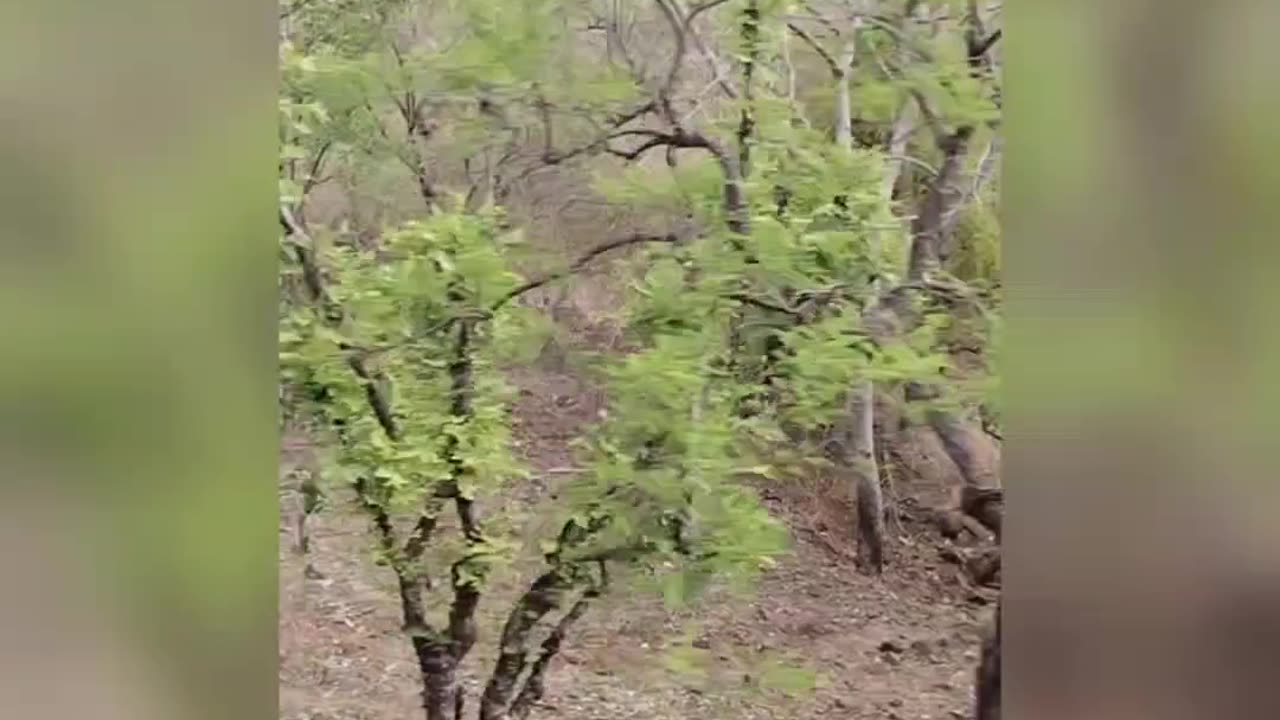 Netural videos sasan gir