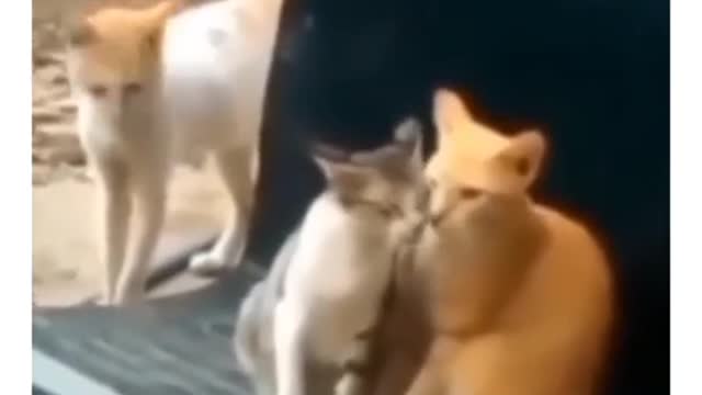 sad cat