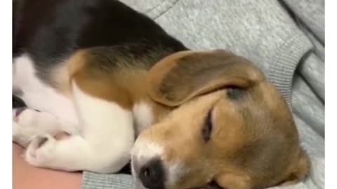 Cute Puppies Doing Funny