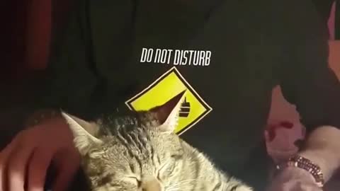love cat