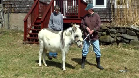 Picking up our foster donkey Pinto April 5th 2014