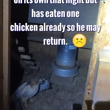 Predator bird roosting with chickens! Tries to attack my face with its sharp claws!