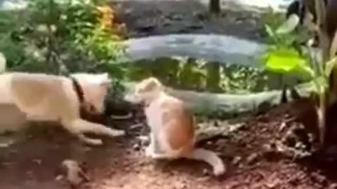 Funny Animals fails😹