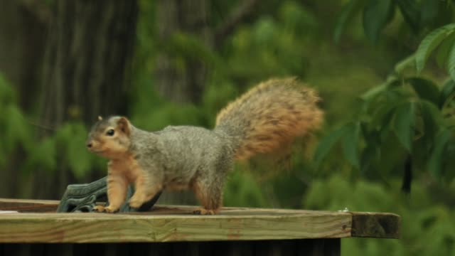 Funny Squirrel - Cutest video ever - Adorable animals