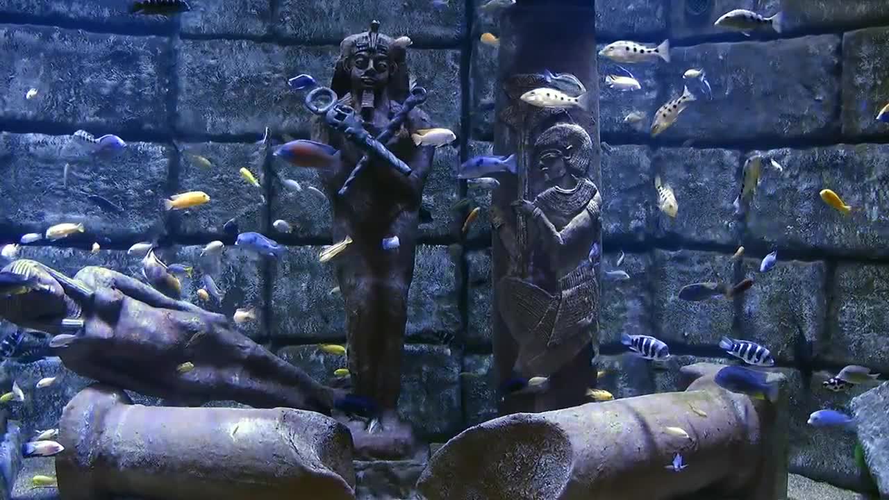 egyptian statues underwater surrounded by fish