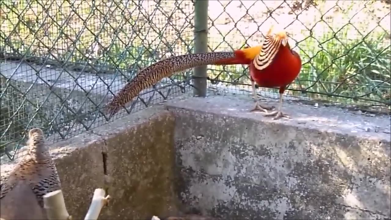Beautiful Golden Pheasants and Wading Birds