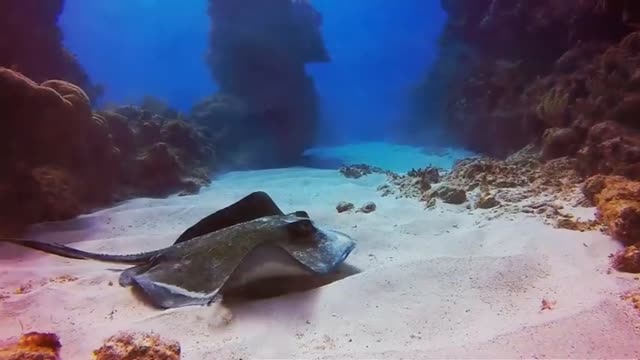 The most beautiful coral reefs and undersea creature on earth