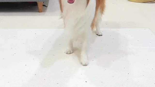 Cute dog .