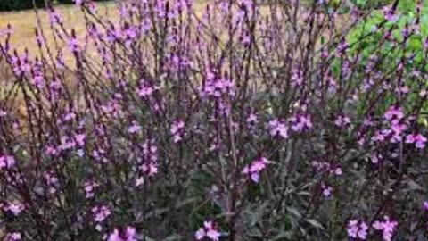 Guide to Magical Herbs: Vervain, Verbena Officinalis