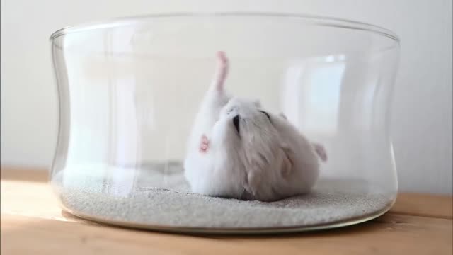 What a cute hamster!