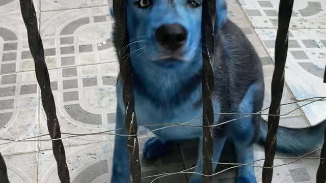 Avatar Husky Pup