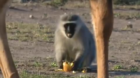 For is animal funny 🤣 video 😂