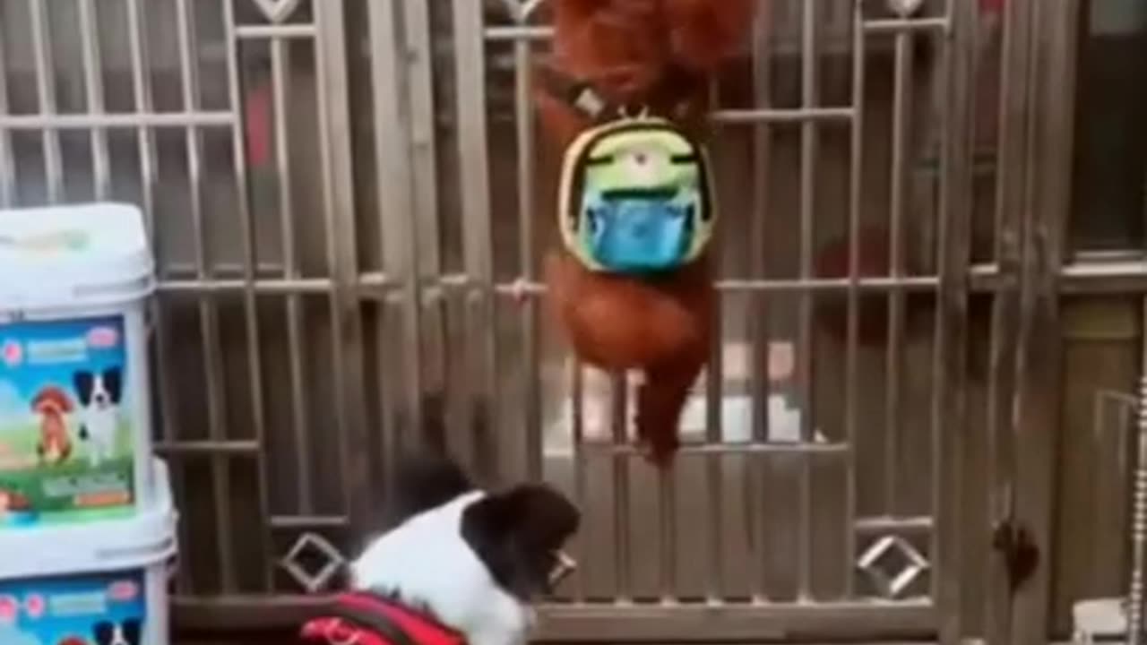 Funny Dog Vid