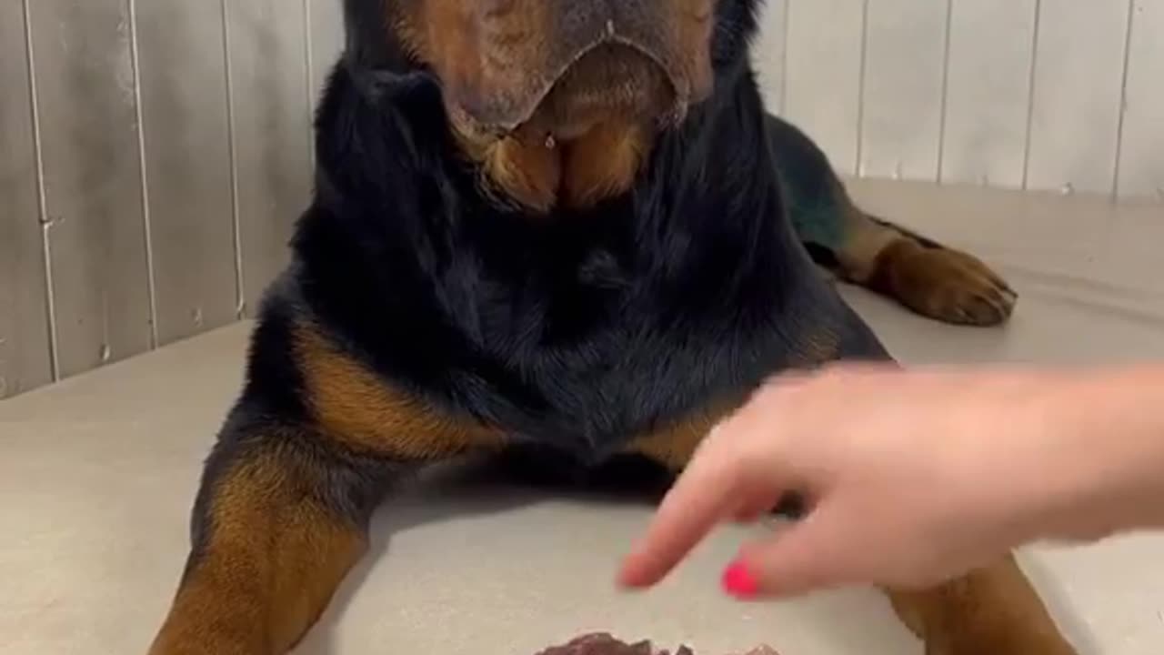 ASMR CUTE DOG EATING