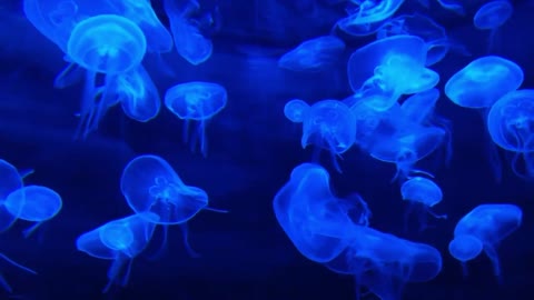 DEEP OCEAN - Drifting Jellyfish with Ambient and Calming Music for Relaxation-14