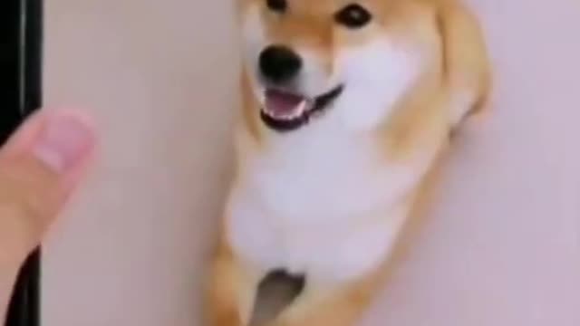 Cute Shiba Inu