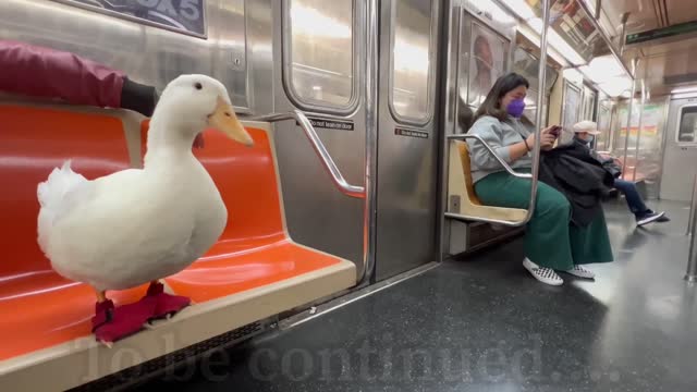 I took my duck on the subway