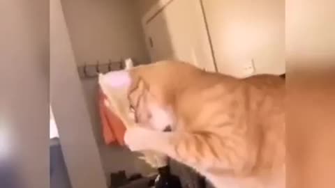 Funny Cats