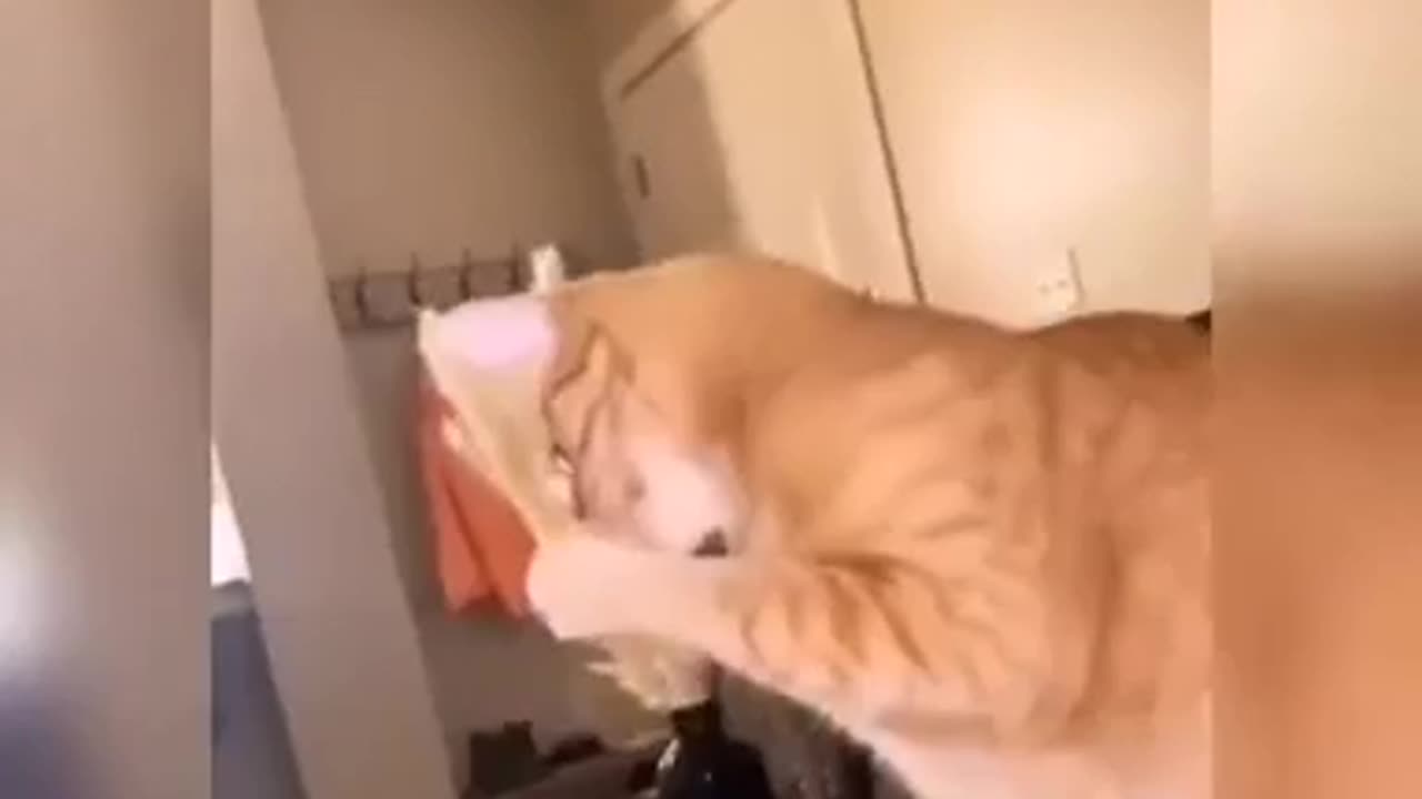 Funny Cats