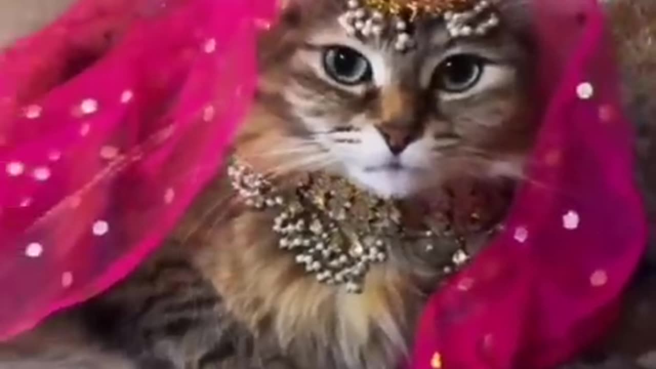 Golu ki shaadi cat funny videos 480p