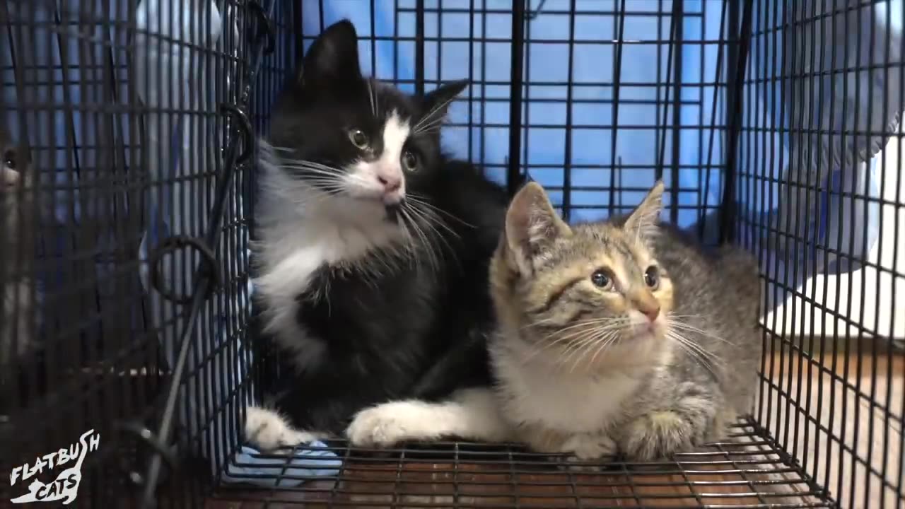How to socialize feral kittens
