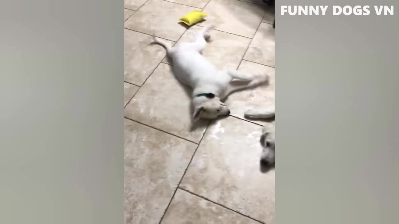 funny dogs video