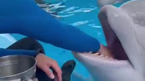 dolphin fish
