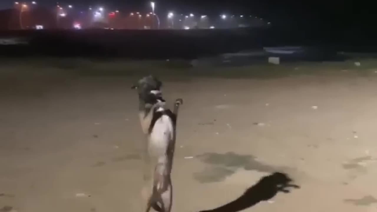 Dog funny dance