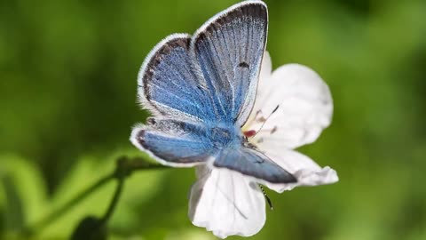 Amazing Butterfly