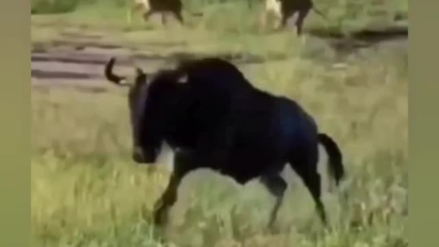 Nothing But Animals Compilation