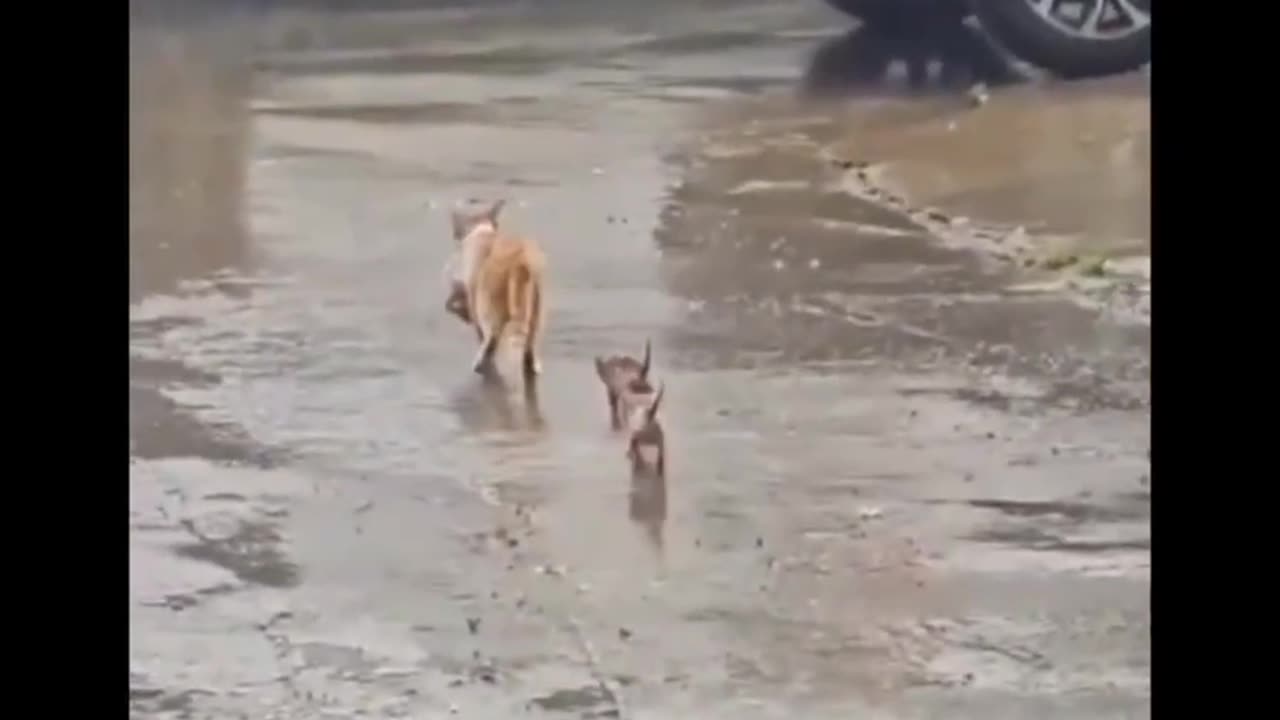 Cat funny videos 😅📸