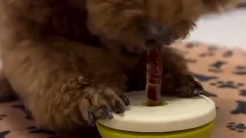 cute dog
