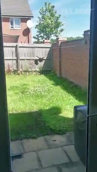 Birds crashing into door