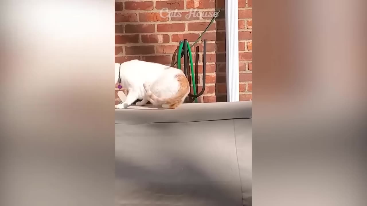 New Funny Dogs And Cats Videos 😅 - Funniest Animals Videos 2023😇
