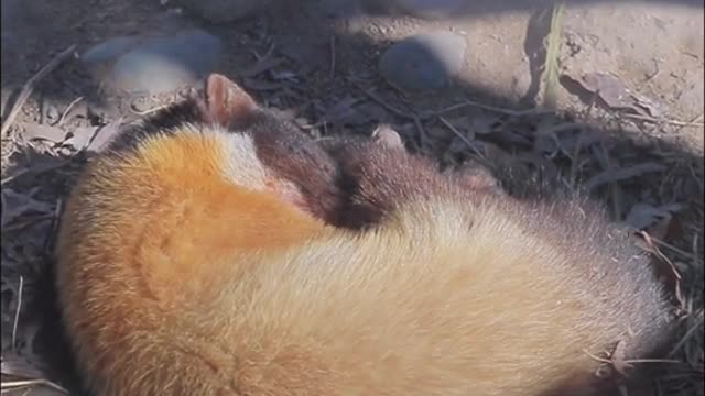 The yellow-throated sable is fluffy