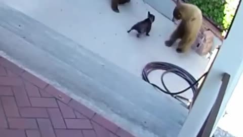 French bulldogs scares two bears away