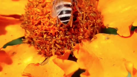 The Bee Pollinate Flower