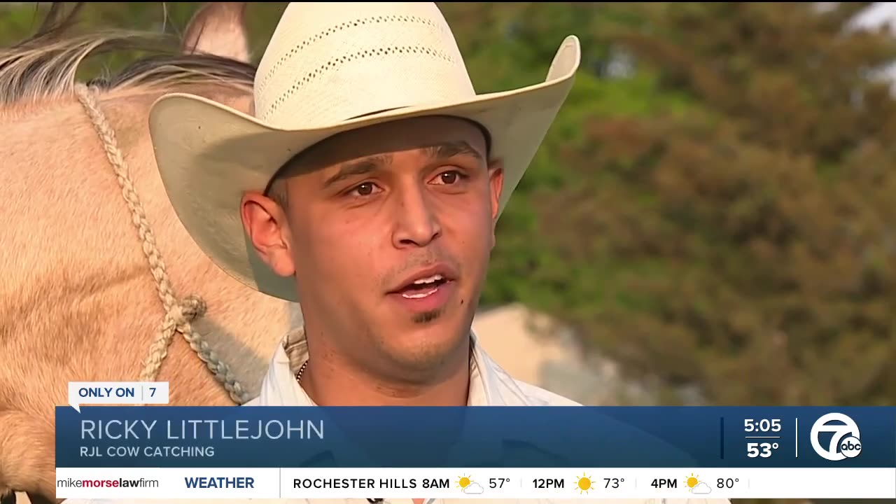 STEER CLEAR! Local Cowboy Ropes 1200-Pound Escaped Steer on I-75 in Michigan [WATCH]