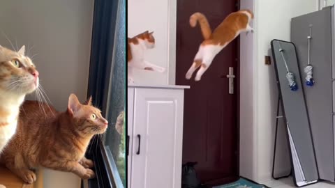 Funny cats,very funny hahahah,funny videos