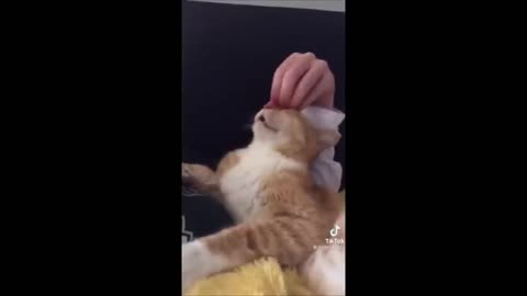 Funniest Cat Videos In The World 😹Funny Cat Videos On Youtube😂 Funny Cat Videos Compilation😺50