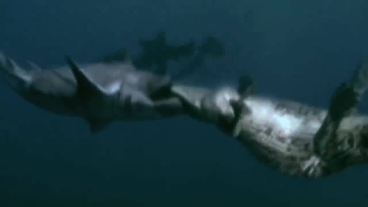 Animal Face-Off_ Saltwater Crocodile VS Great White Shark (remastered)