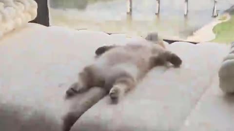 Funny cat